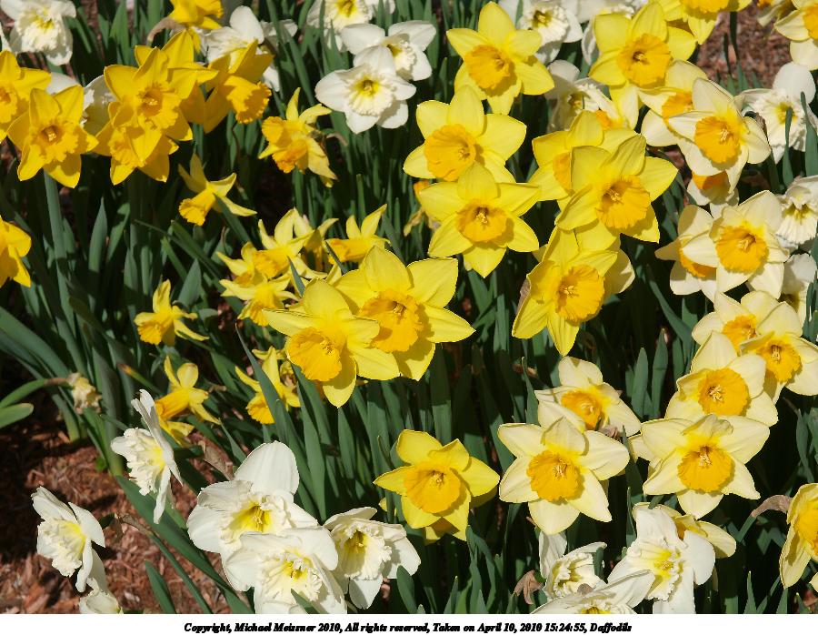 Daffodils #5