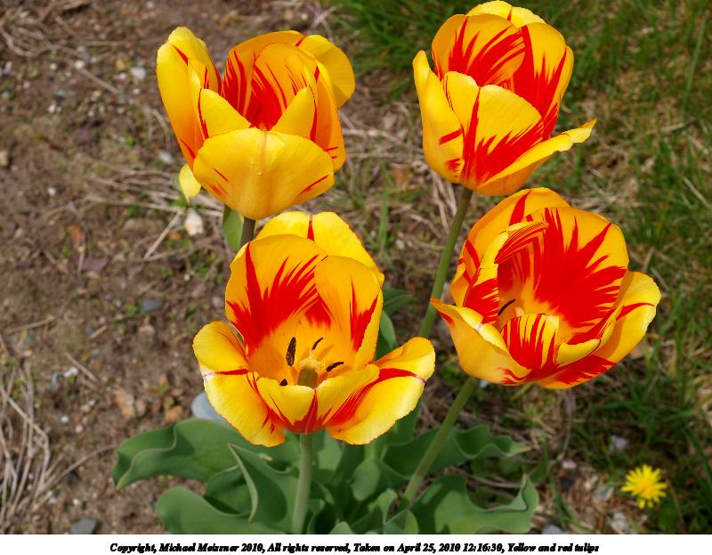 Yellow and red tulips #2