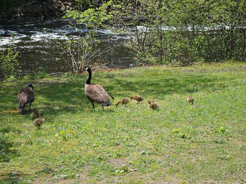 Geese and goslings #2