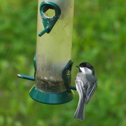 Bird at the feeder