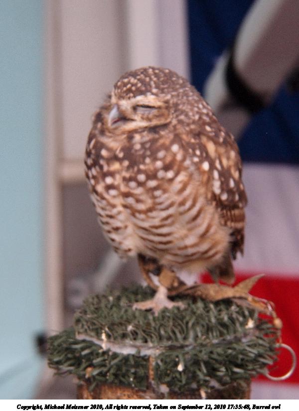 Burred owl