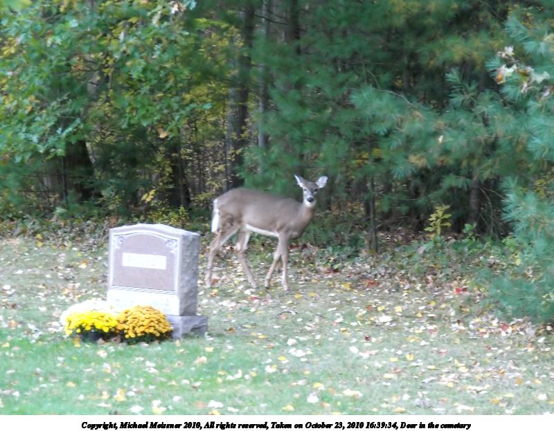 Deer in the cemetary #3