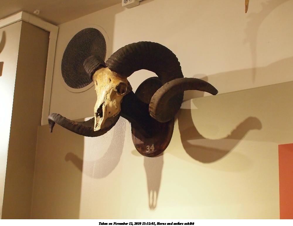 Horns and antlers exhibit #3