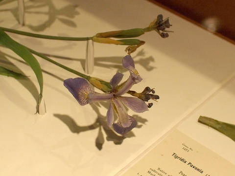 Glass flowers at Harvard museum of natural history