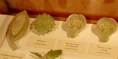 Glass flowers at Harvard museum of natural history #8