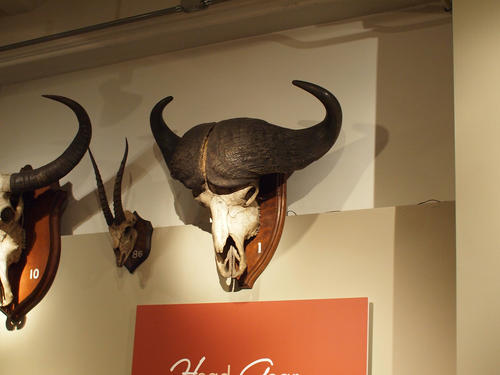 Horns and antlers exhibit #6