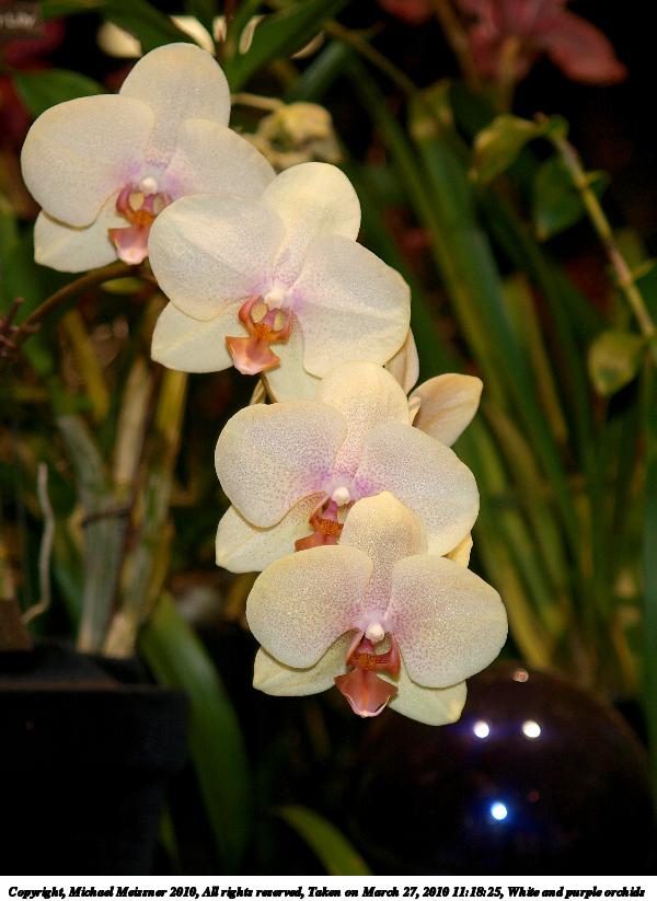 White and purple orchids