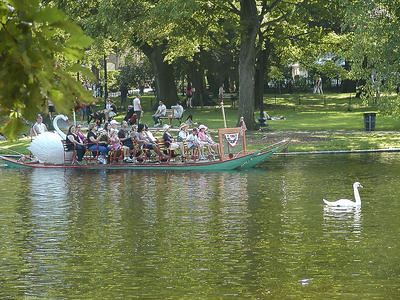 Swan boats with real swan