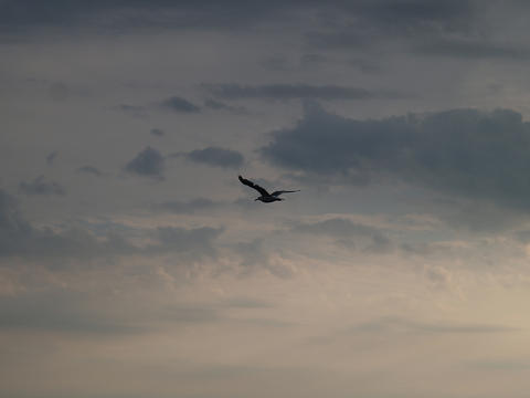 Seagull in the clouds