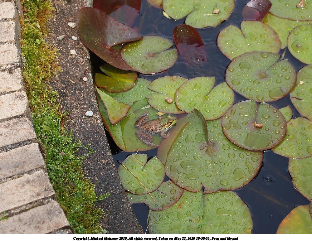 Frog and lily pad