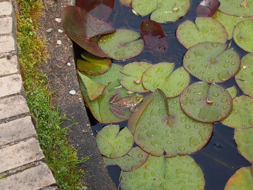 Frog and lily pad