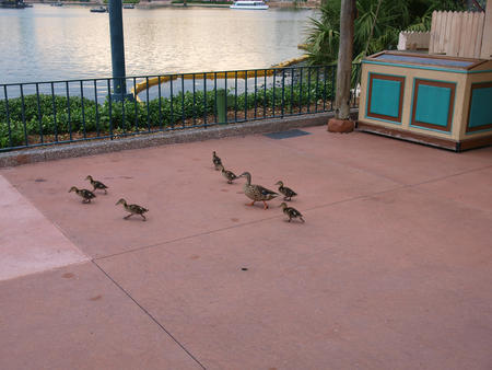 Make way for ducklings #2