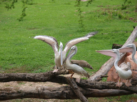 Pelicans at Animal Kingdom Lodge