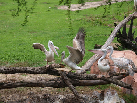 Pelicans at Animal Kingdom Lodge #2