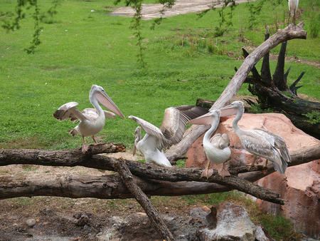Pelicans at Animal Kingdom Lodge #3