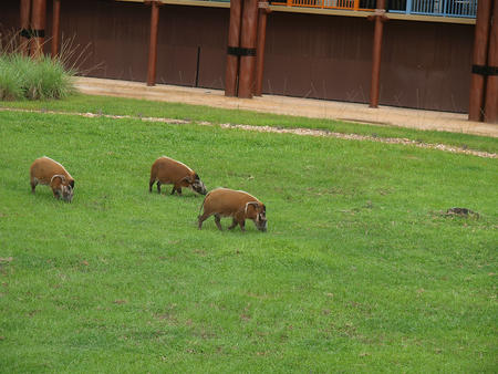 Red River Hogs at Animal Kingdom Lodge