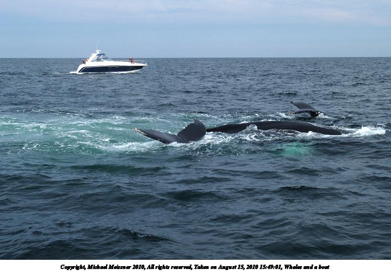 Whales and a boat