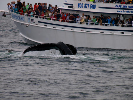 Whale watching #4