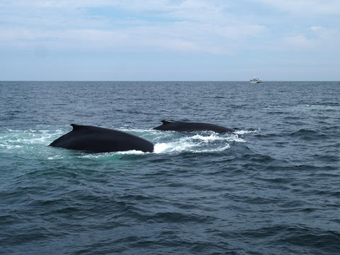 Two whales #2