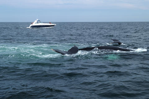 Whales and a boat