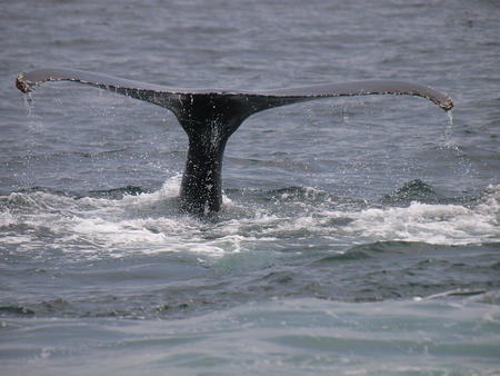 Whale tail #4