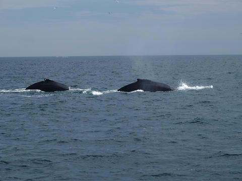 Two whales #3