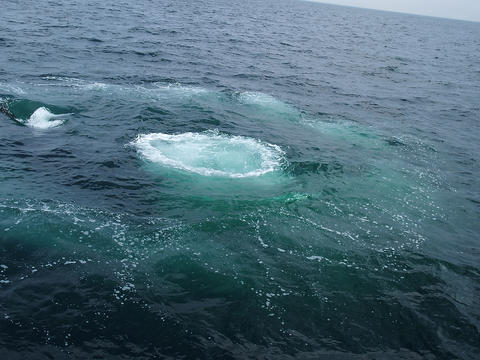 Whale about to surface