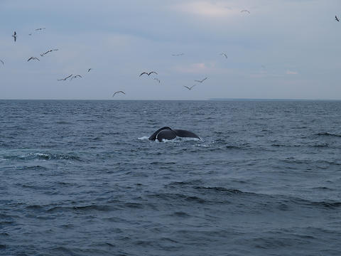 Whale and birds #2