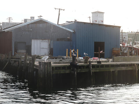 Seagulls on the docks