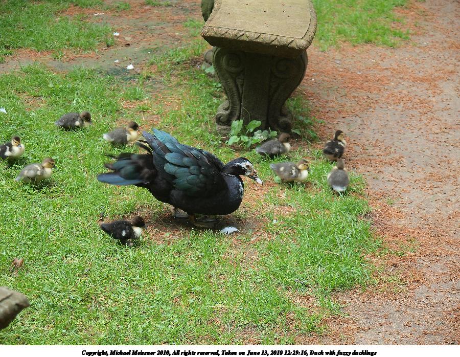 Duck with fuzzy ducklings #3