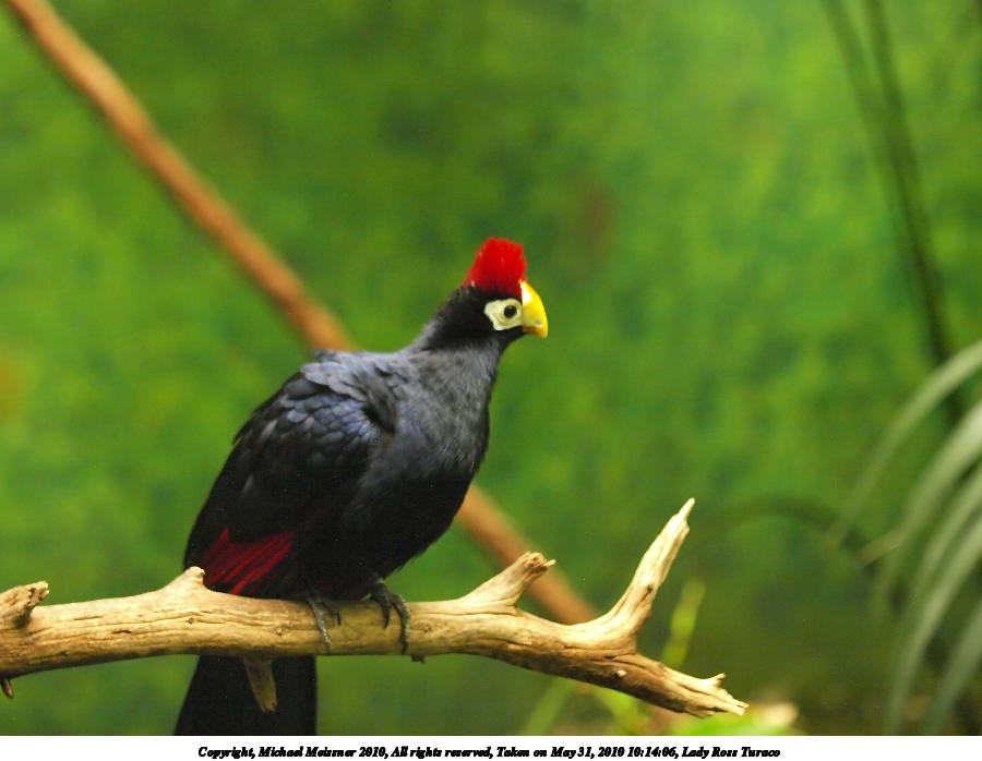Lady Ross Turaco