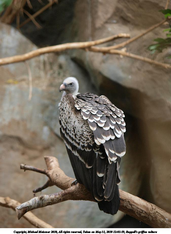 Ruppell's griffon vulture #2