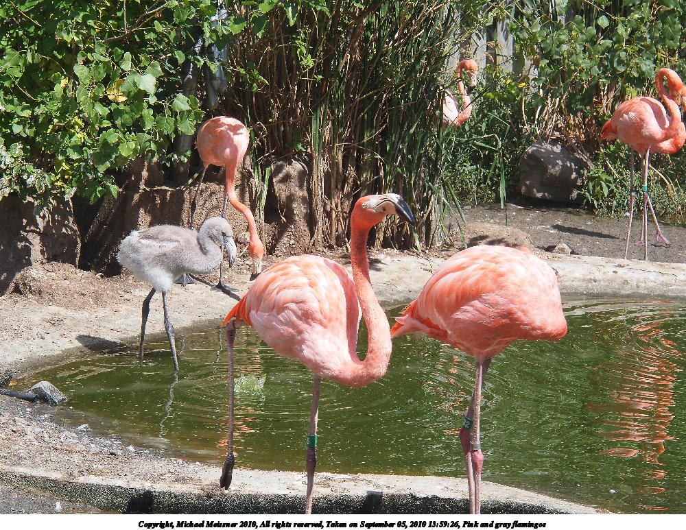 Pink and gray flamingos
