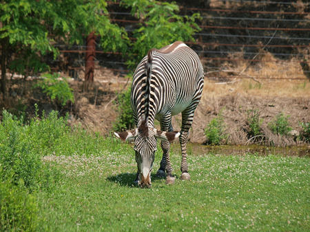 Grevy's zebra #2