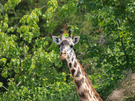 Masai giraffe #2