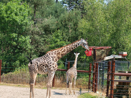 Masai giraffe #4