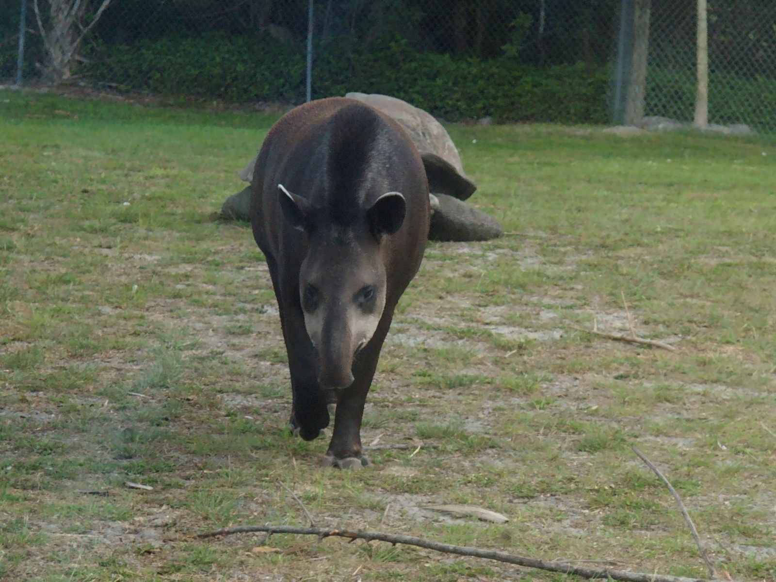 Tapir #2