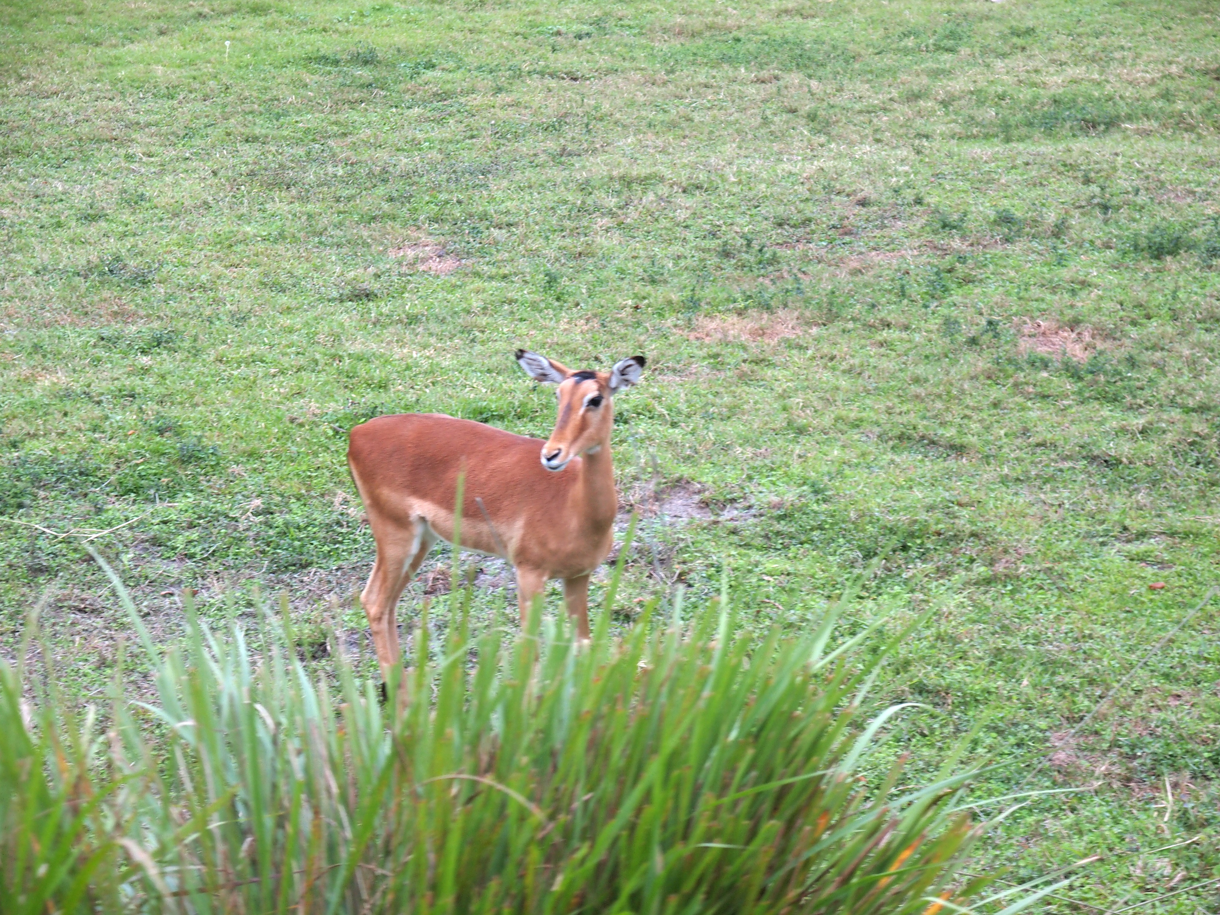 Antelope or gazelle #4