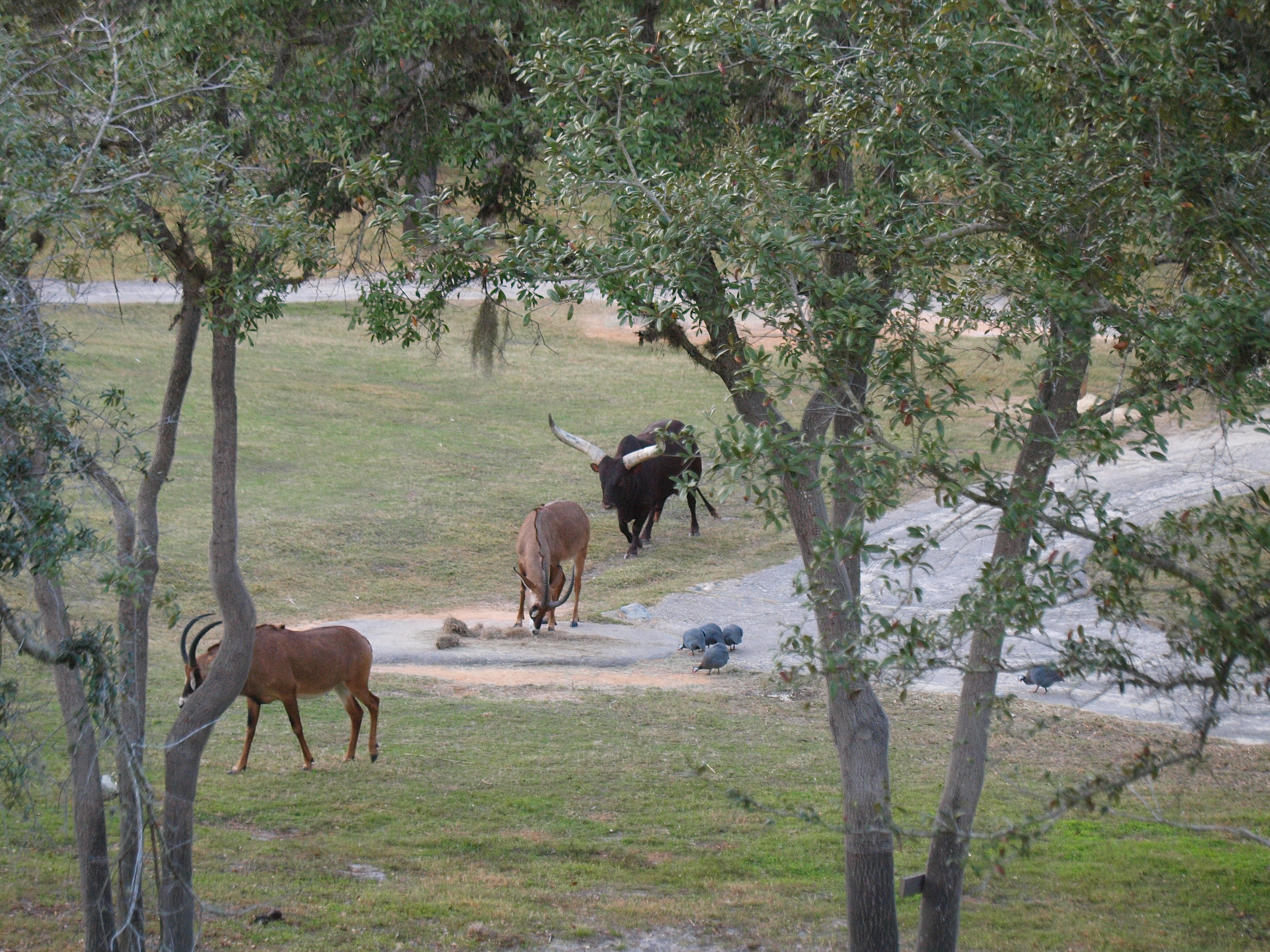 Blesbok and Anikole Cattle