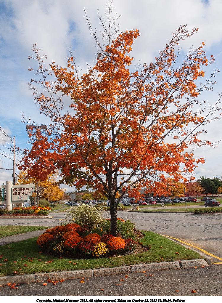 Fall tree #2