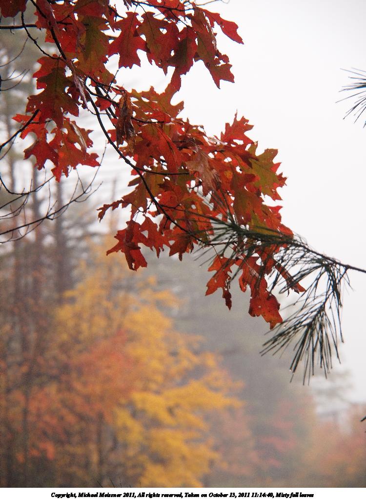 Misty fall leaves