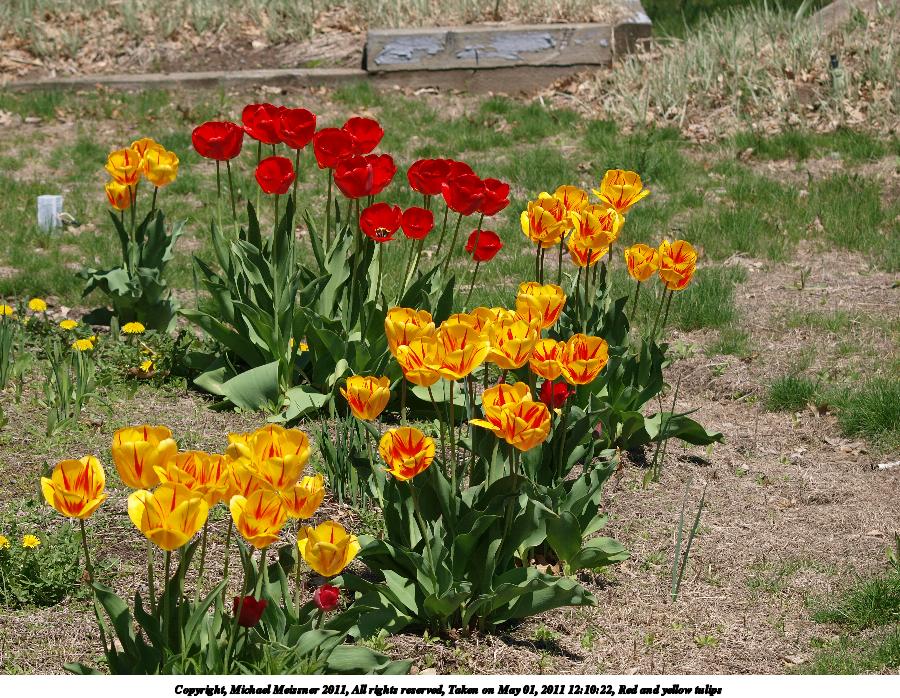 Red and yellow tulips #2