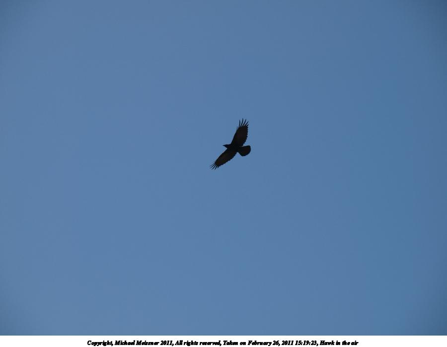 Hawk in the air