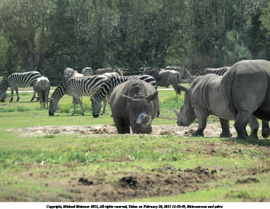 Rhinoceroses and zebra