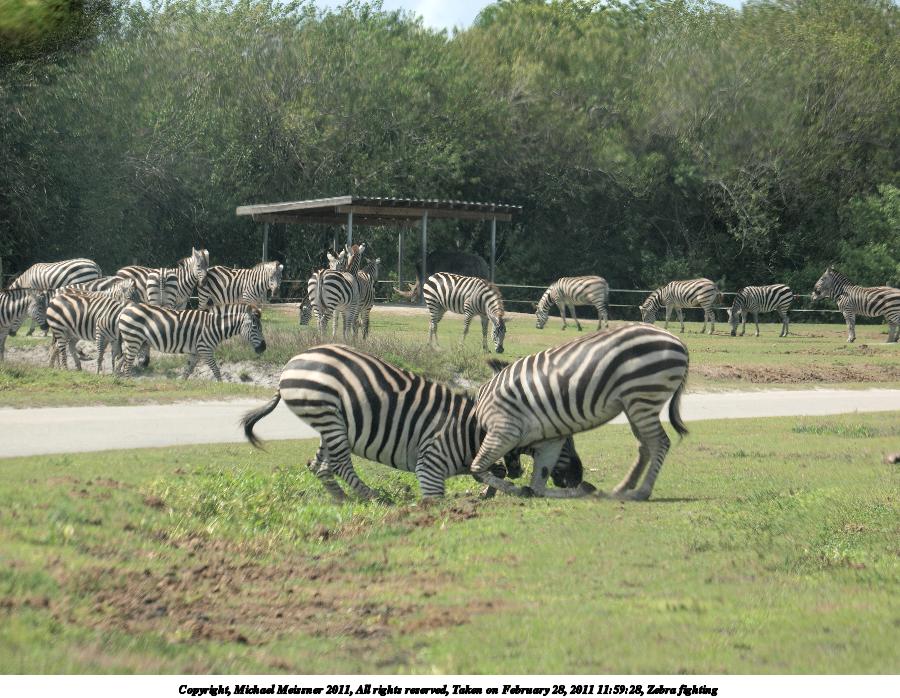 Zebra fighting #2
