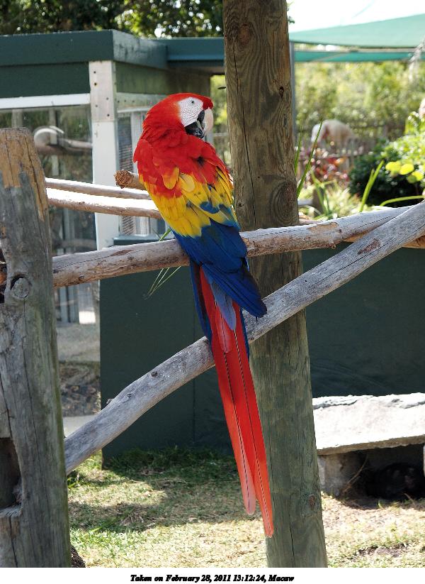 Macaw #4