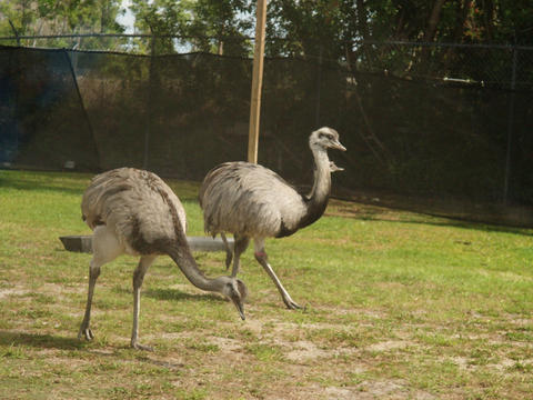 Ostriches #2