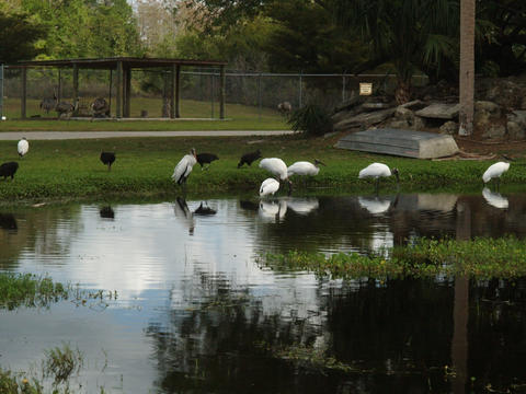 Florida Brown Pelicans #3