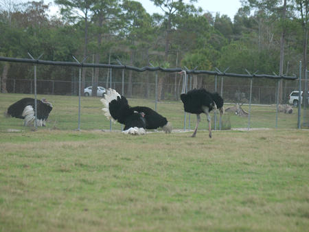 Ostriches #3