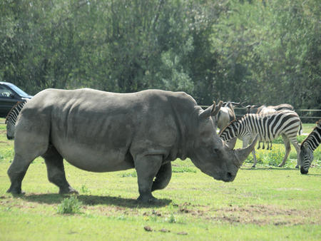 Rhinoceroses and zebra #2